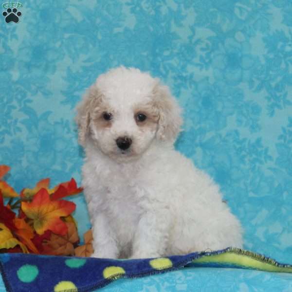 White Pine, Bich-Poo Puppy